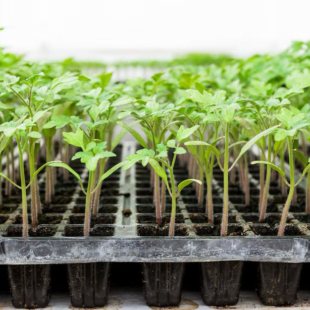 germinadoras de plantas