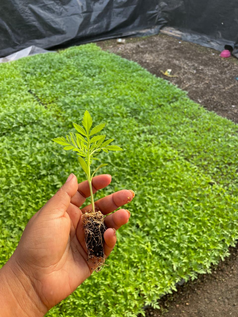 Proyecto de germinación en invernadero